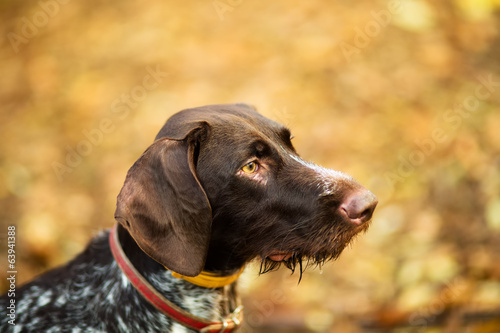 The brown dog play at in the park