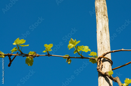 Grape plant in spring