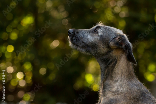 Junger Irischer Wolfshundim Profil © Nadine Haase