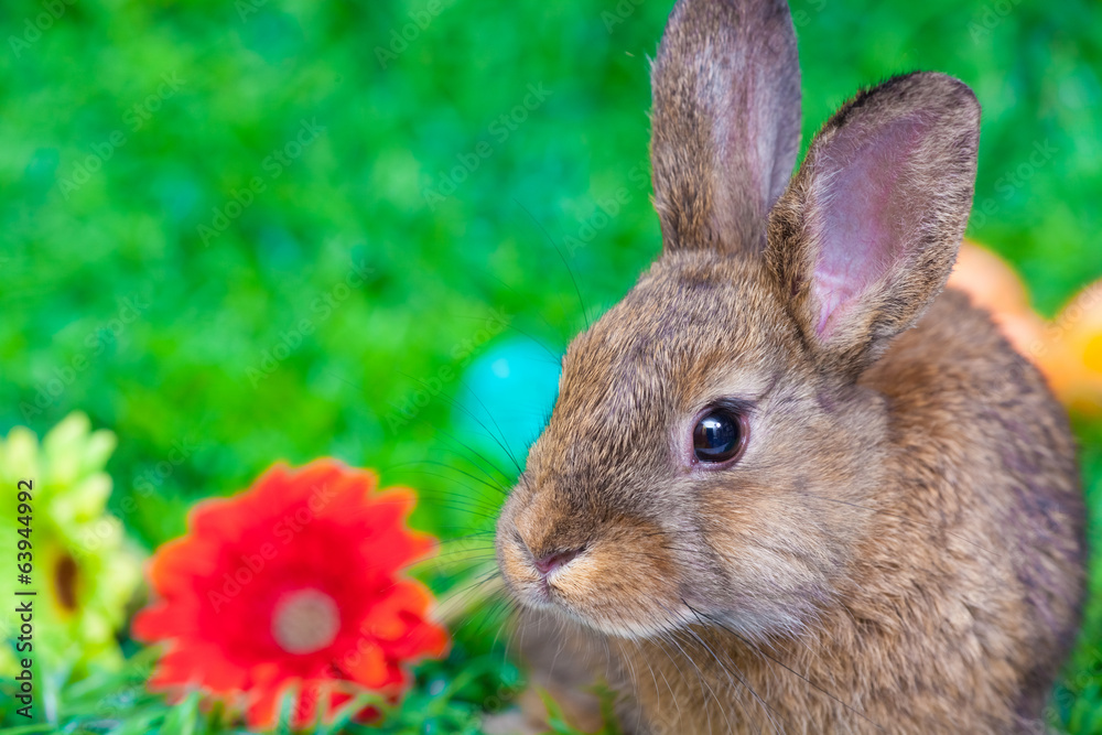 Fototapeta premium Easter