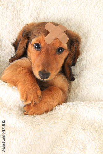 Injured Dachshund puppy