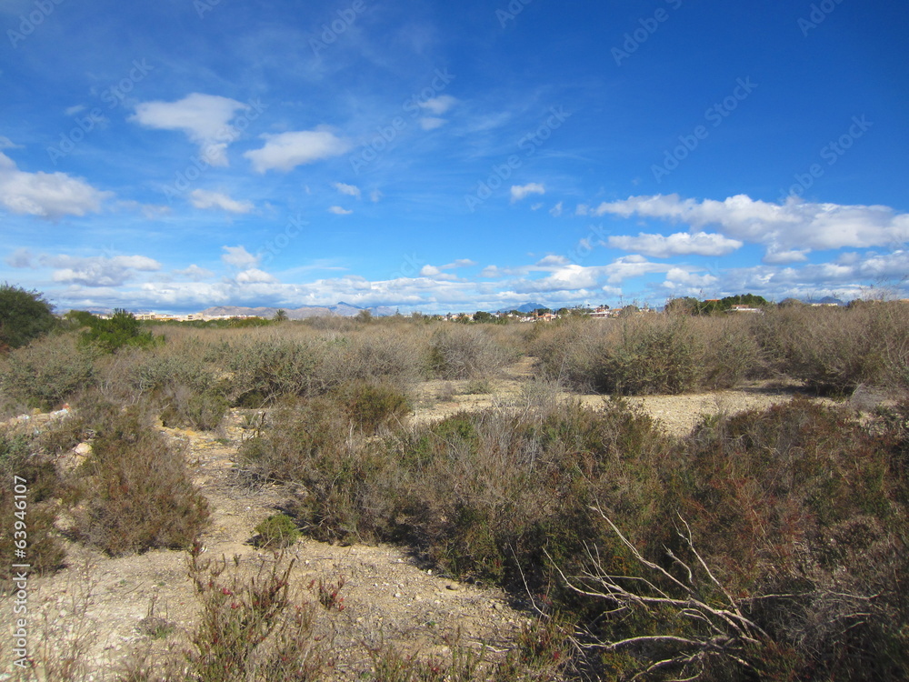 salt flat vegetation