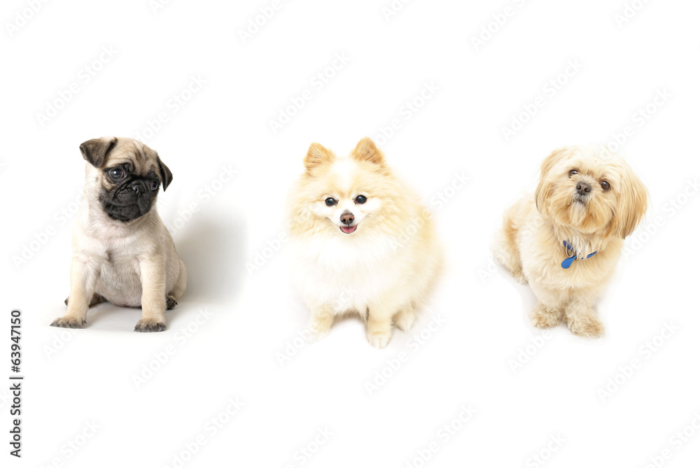 Obraz premium Three Dogs