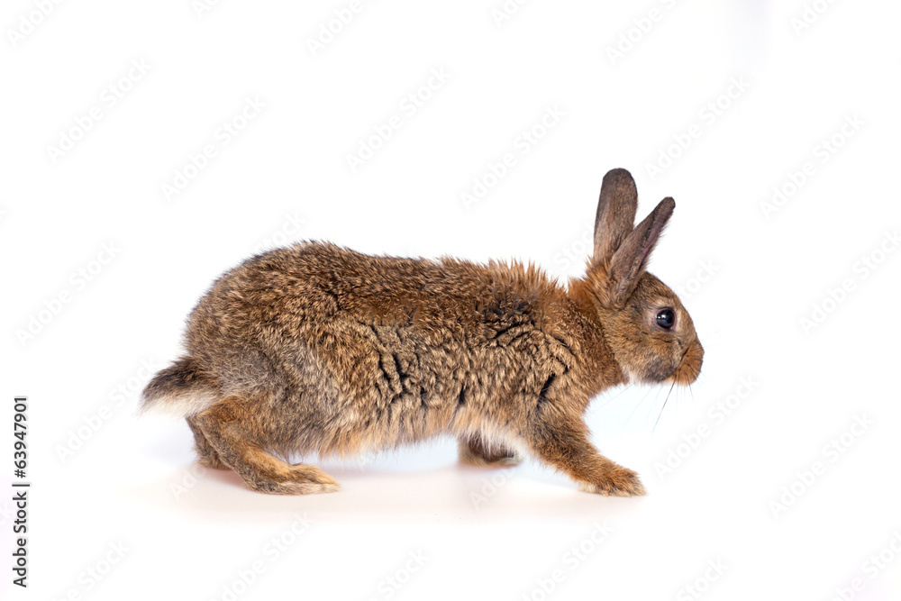 Obraz premium Easter