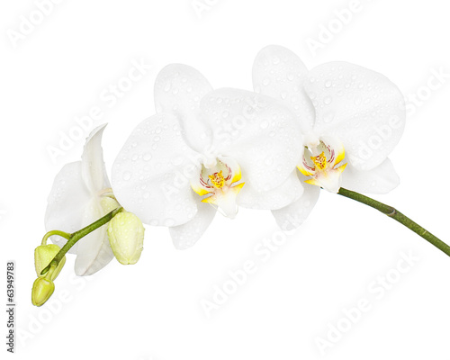 Fototapeta Naklejka Na Ścianę i Meble -  Three day old orchid isolated on white background.