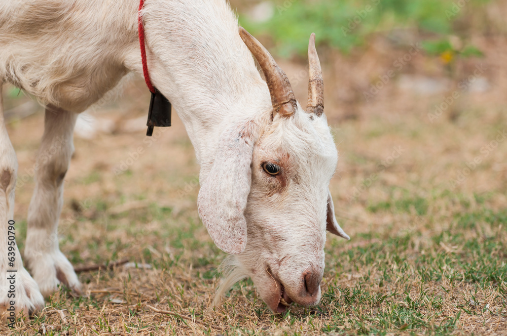 Obraz premium Goat portrait