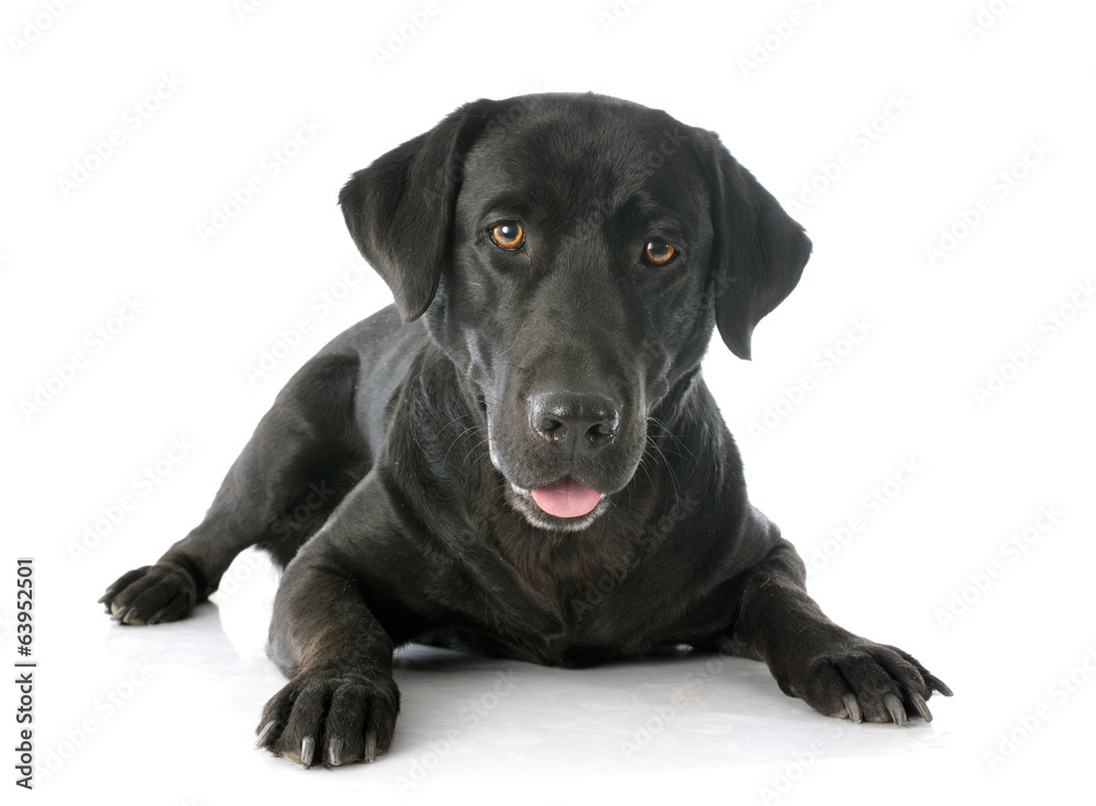 labrador retriever