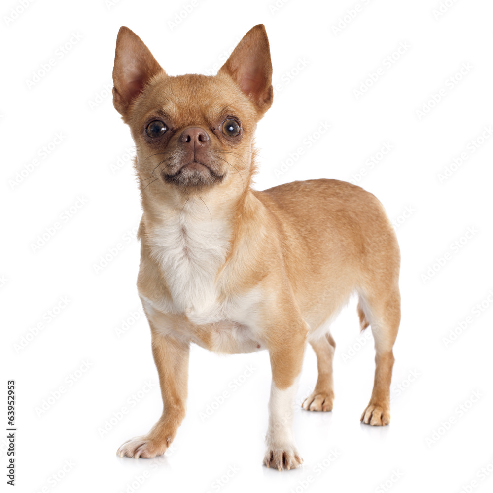 chihuahua chihuahua