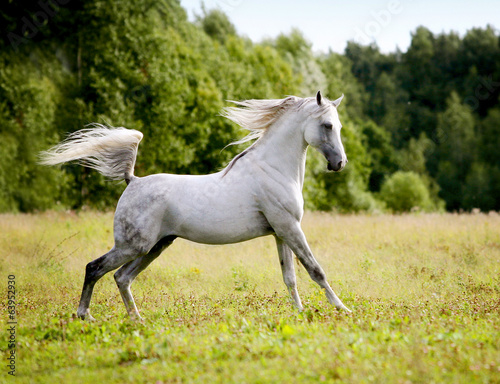 beautiful arab stallion