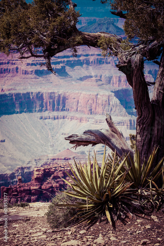 Grand Canyon National Park, Arizoan, USA photo