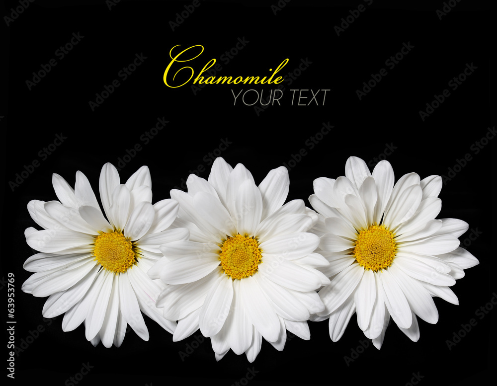 Obraz premium Chamomile flowers over black background. Daisy