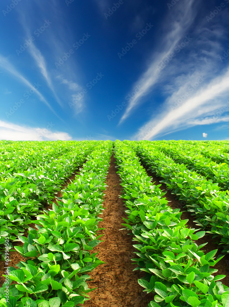 Rows on field. Agricultural landscape Rows on field. Agricultural landscape