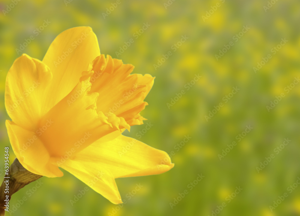 Obraz premium Brightyellow daffodil with blur green background