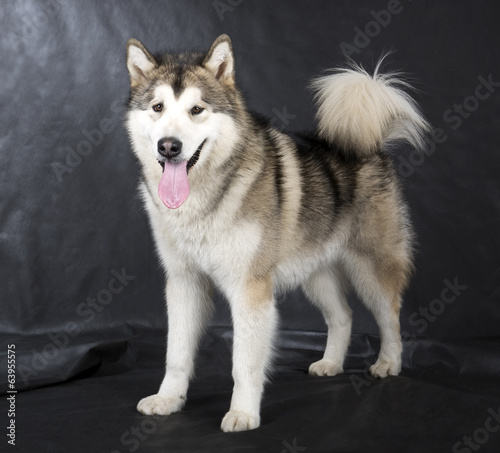 Alaskan Malamute