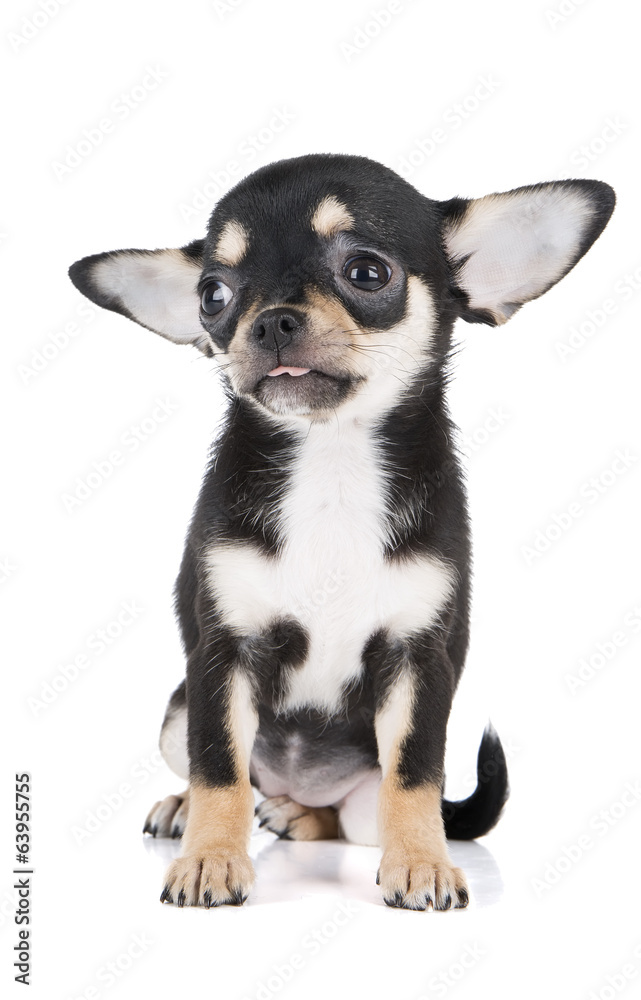 Chihuahua puppy