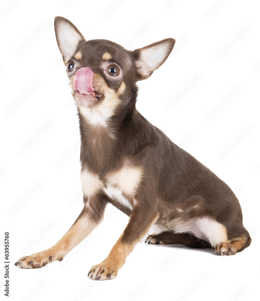 Chihuahua with tongue