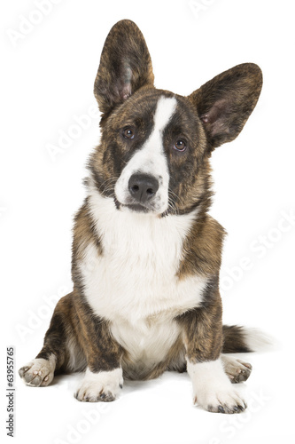 Quadro em tela Welsh corgi cardigan
