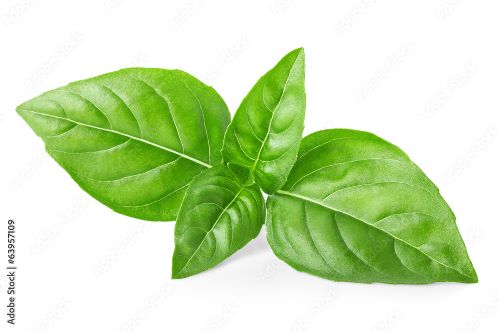 Leaves of basil Leaves of basil