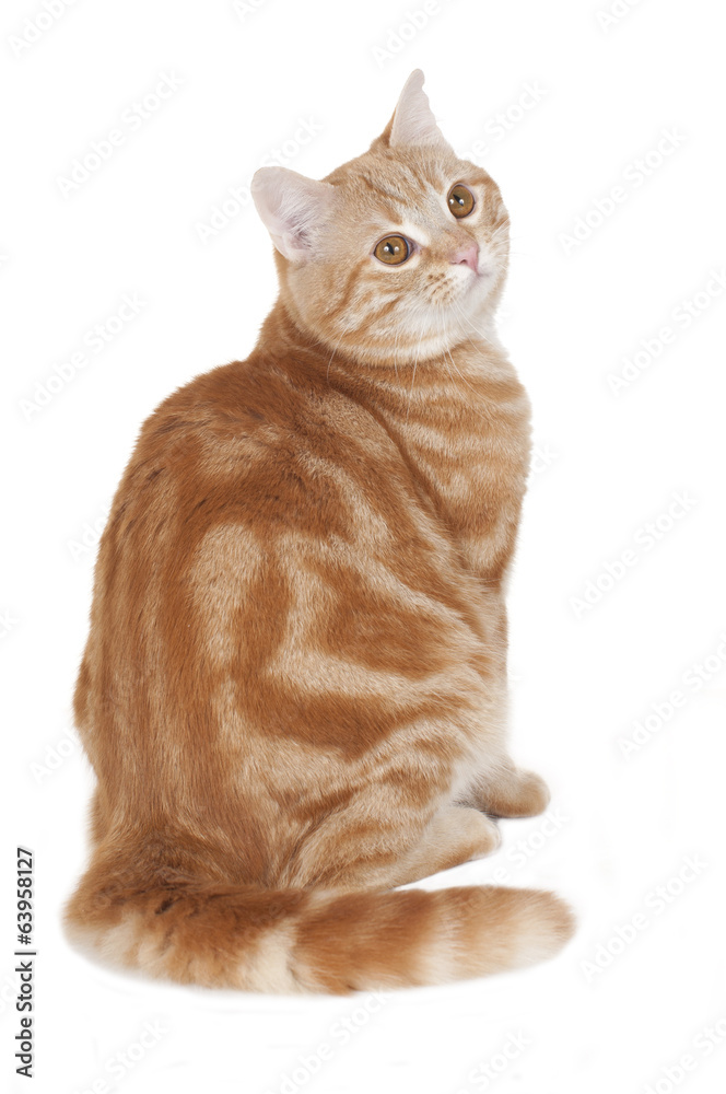 Rote Katze dreht sich um isoliert StockFoto Adobe Stock