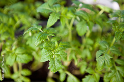 young tomato seedling background shallow depth of field