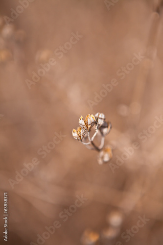 dried buds on a branch of a small depth of field