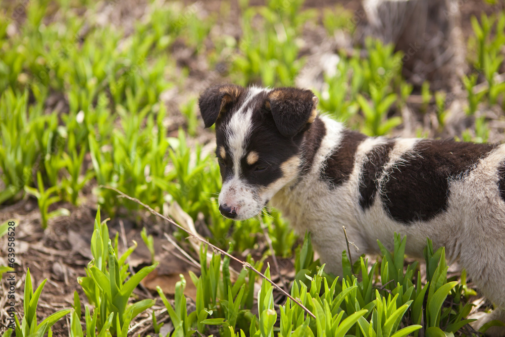 puppy dog on green grass, shallow depth of field puppy dog on green grass, shallow depth of field
