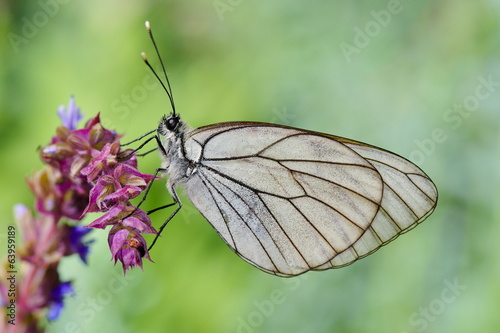 butterfly in natural habitat (aporia crataegi)