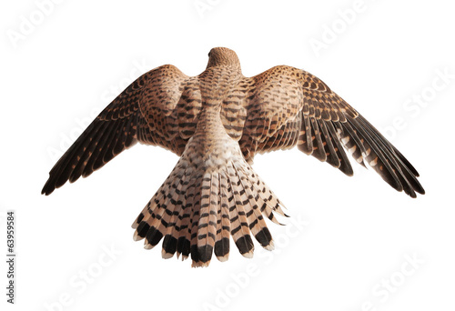 Платно flying brown falcon isolated on white