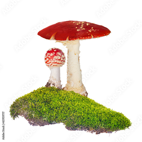 two fly agarics in green moss isolated on white