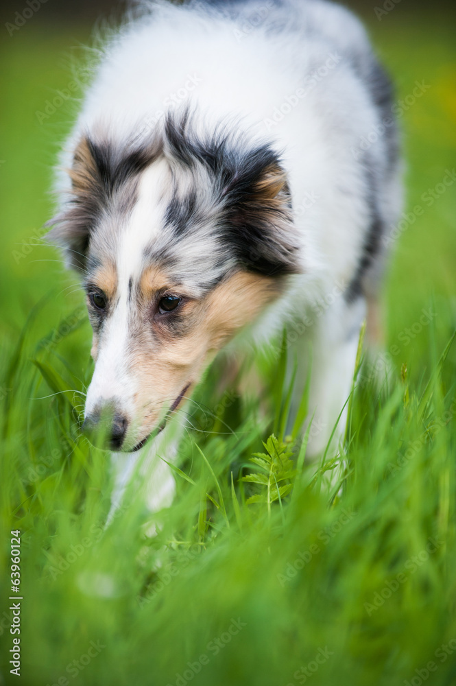 Colliewelpe Colliewelpe