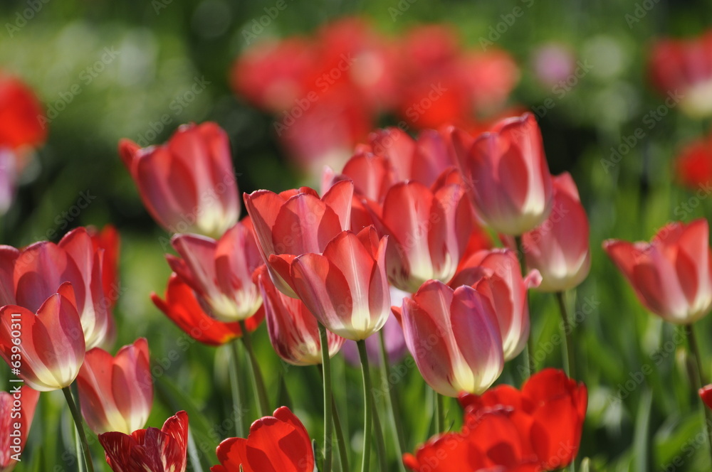 Tulpen Tulpen