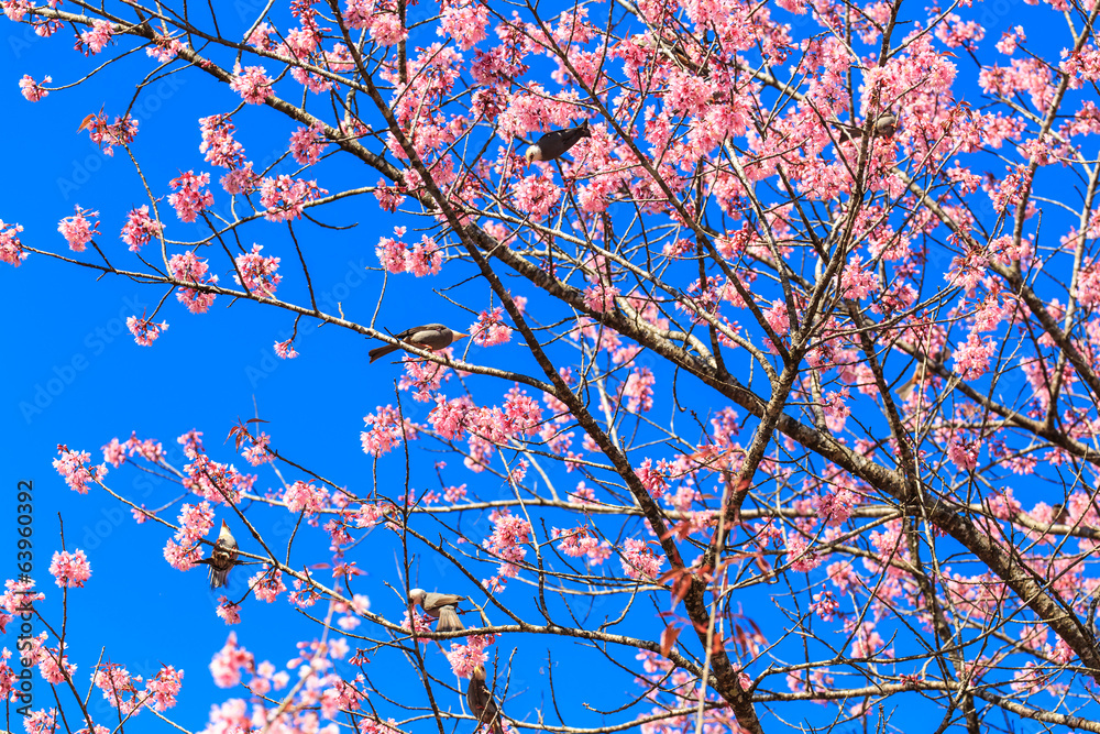 White-headed Bulbul bird on twig of sakura White-headed Bulbul bird on twig of sakura