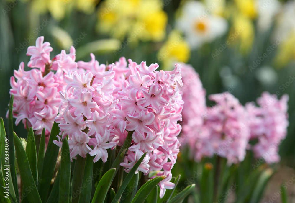 Pink Hyacinth flowers Pink Hyacinth flowers