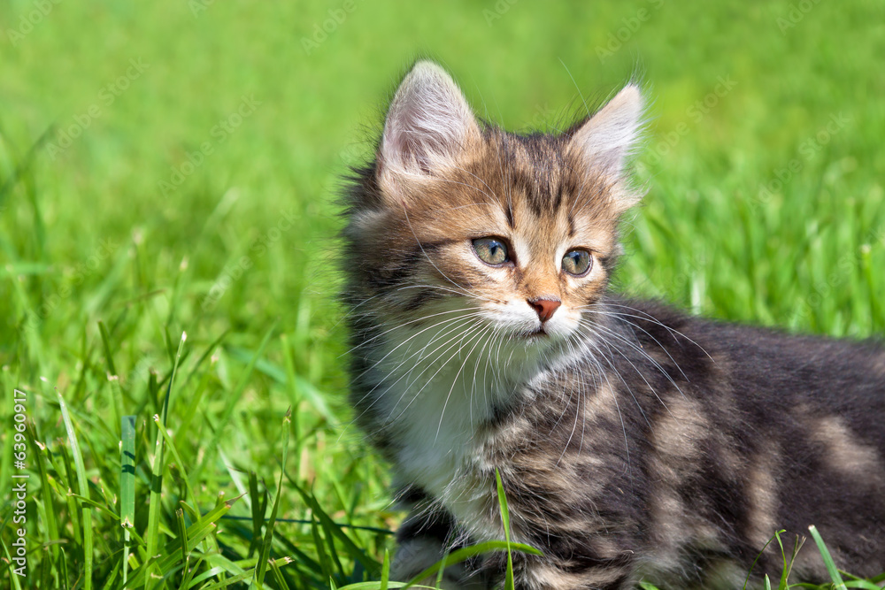 Fototapeta premium the fluffy kitten plays in a green grass