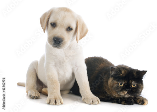 exotic shorthair cat and puppy