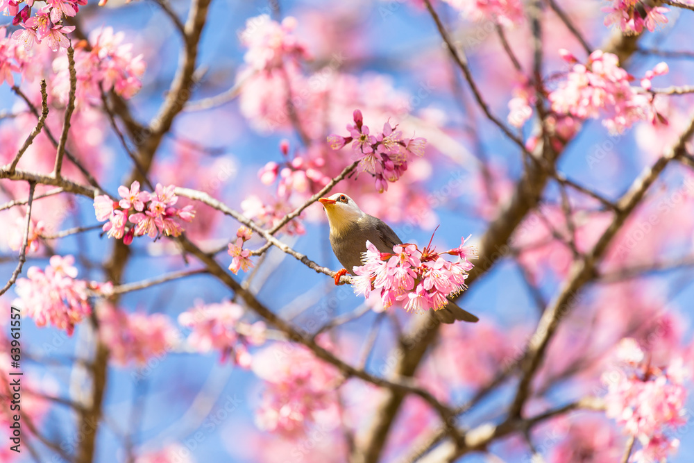 White-headed Bulbul bird  on twig of sakura