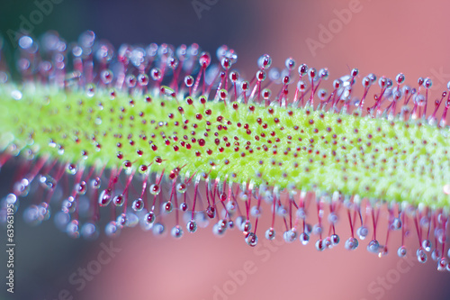 drosera capensis 3 photo