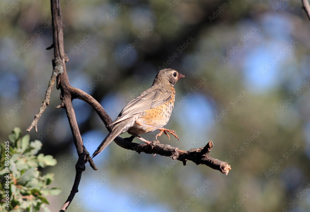 American Robin (Turdus migratorius) with juvenile plumage American Robin (Turdus migratorius) with juvenile plumage