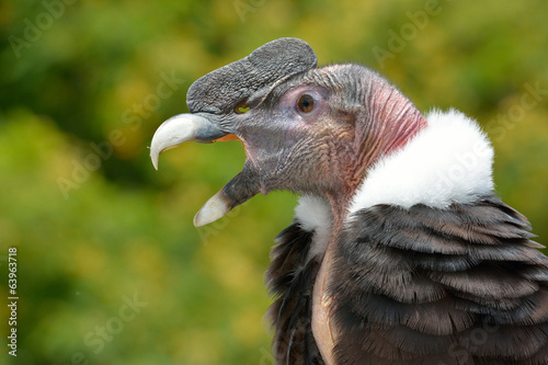 Andean Condor (Vultur gryphus) close-up portrait