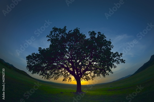 lonely tree on field at dawn © bereta