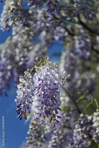 wisteria plant during spring