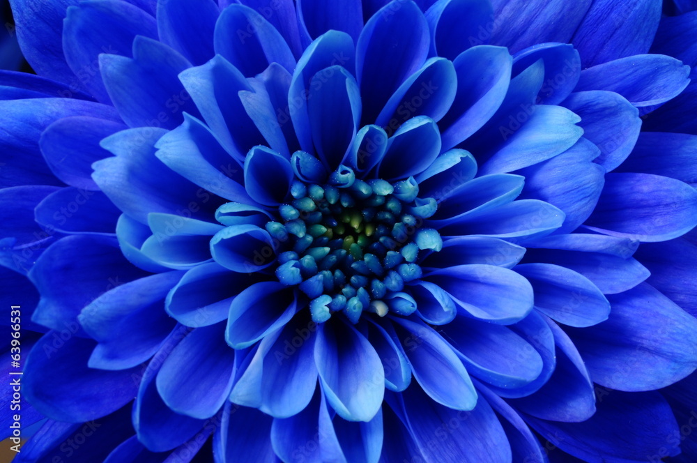 Fototapeta premium Makro aster niebieski kwiat
