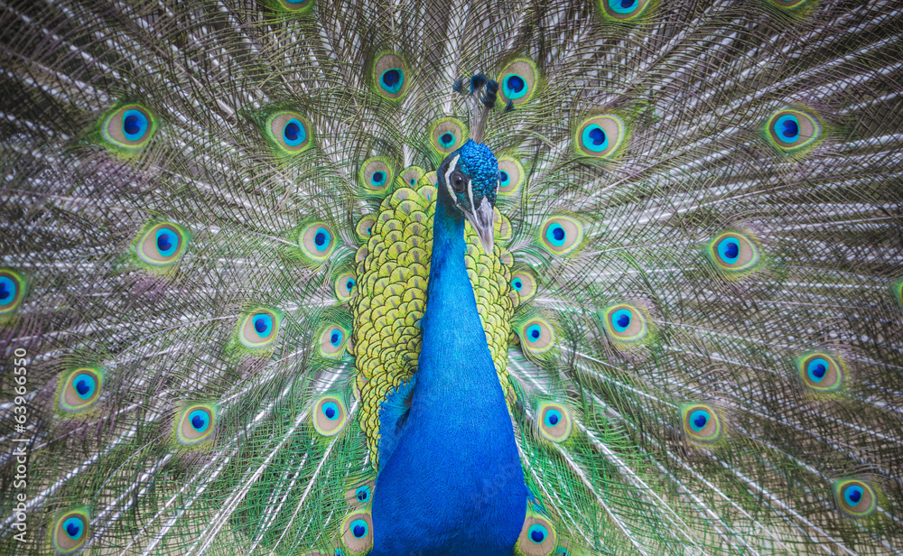 Obraz premium Peacock