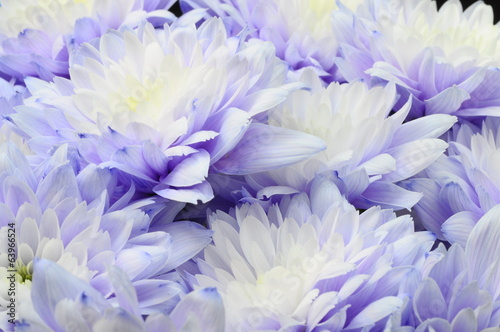 Macro of white and blue flower aster