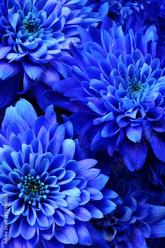 Macro of blue flower aster © fullempty
