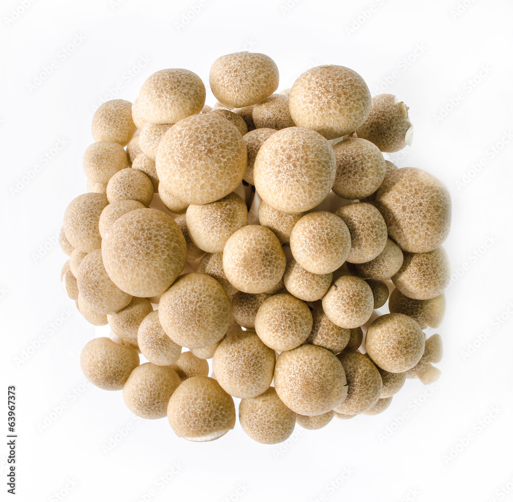 fresh mushroom champignon isolated on white background fresh mushroom champignon isolated on white background