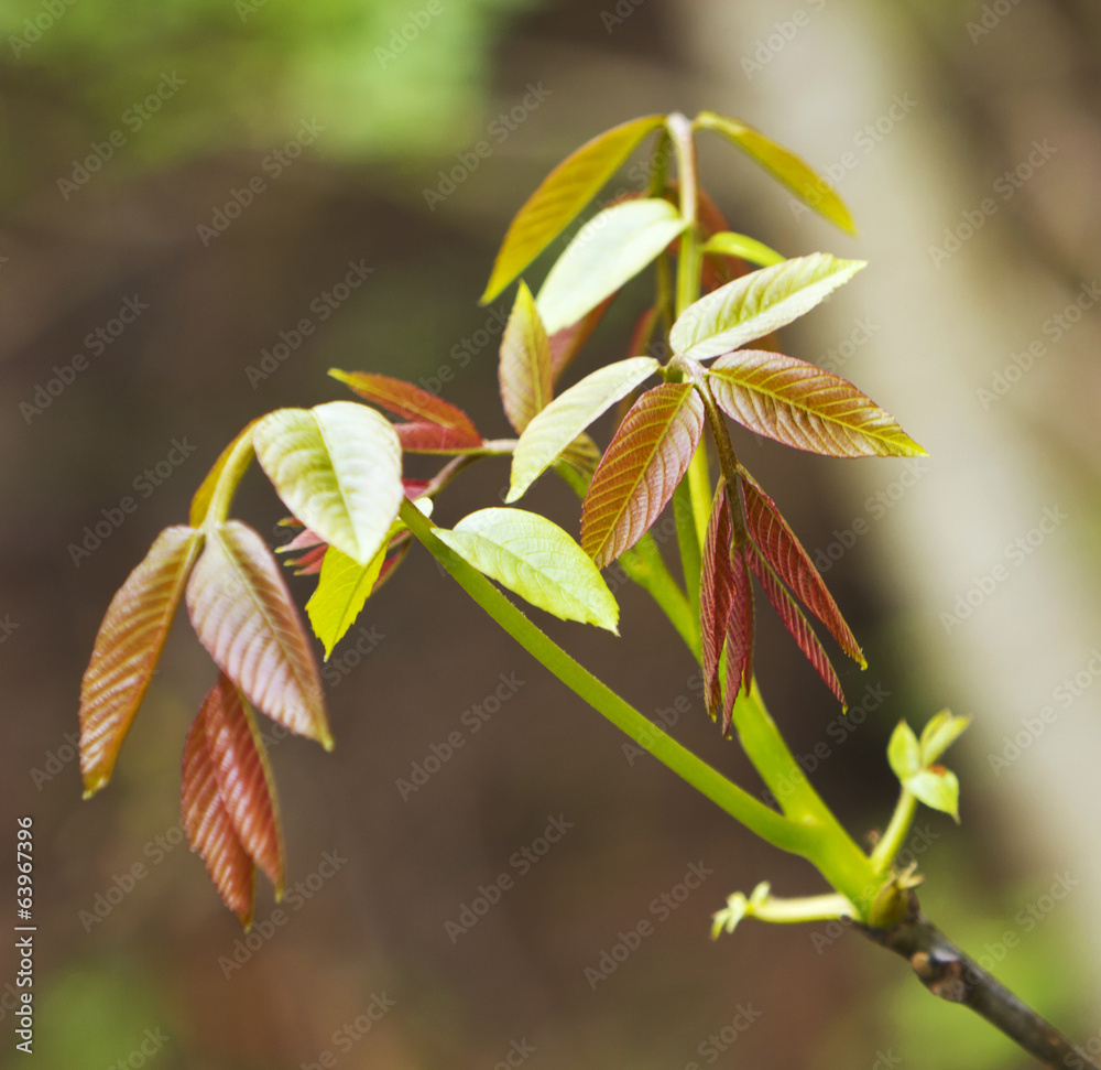 Fresh spring leafs Fresh spring leafs