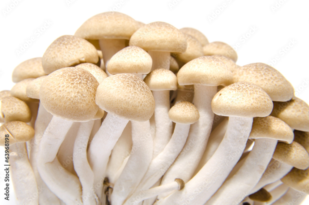 fresh mushroom champignon isolated on white background fresh mushroom champignon isolated on white background