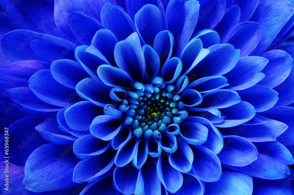Naklejka premium Makro niebieski kwiat aster