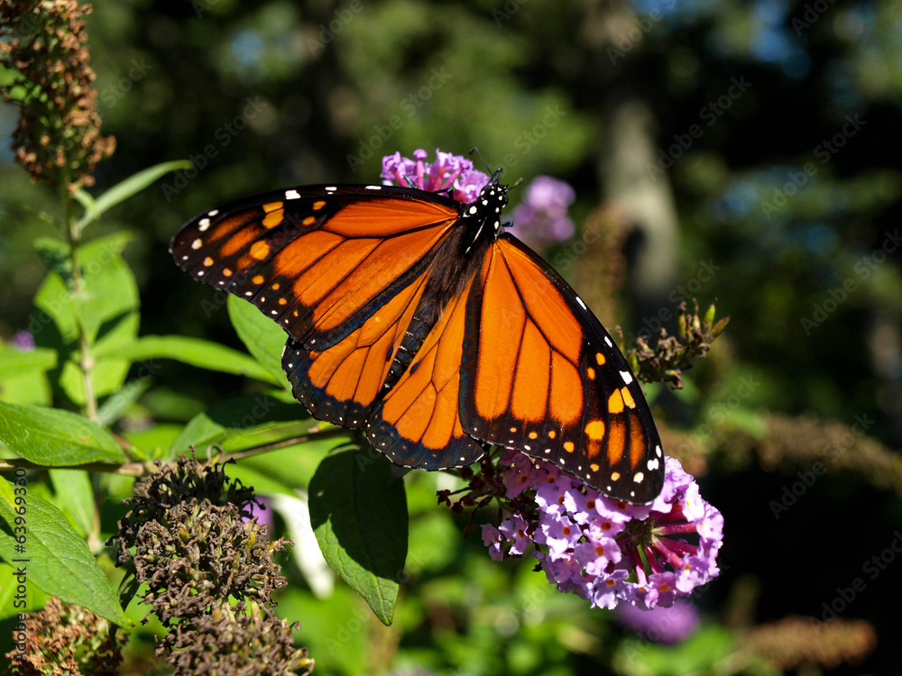 Obraz premium Butterfly Bush-01